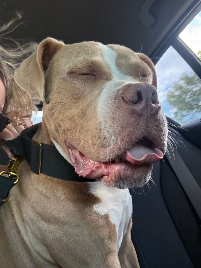 Staffy / Bulldog / potential boxer 