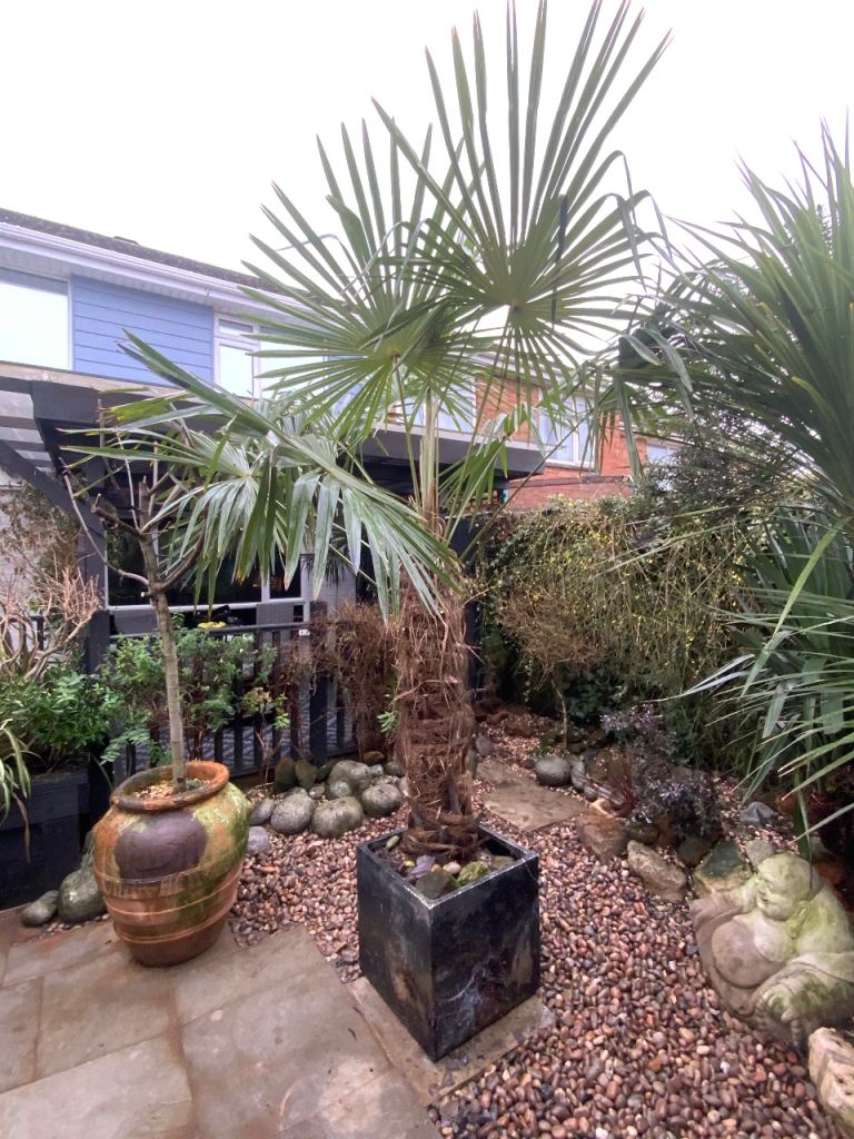 Trachycarpus fortunei Windmill Palm Tree 3m high mature established acclimated 