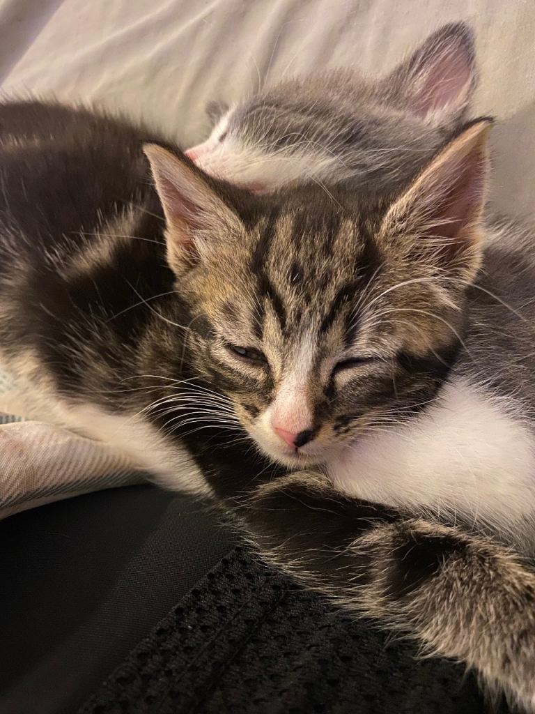 Kittens for sale