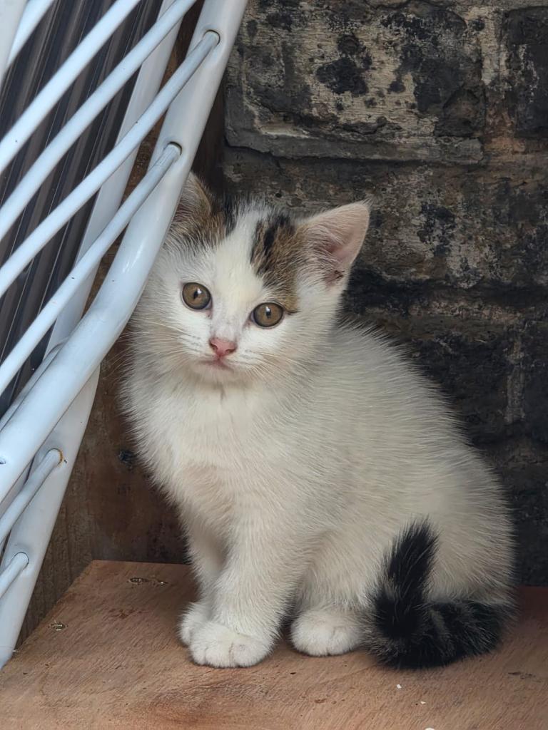 Kitten’s 
