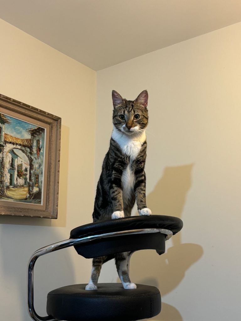 Gorgeous affectionate 3 year old male cat 