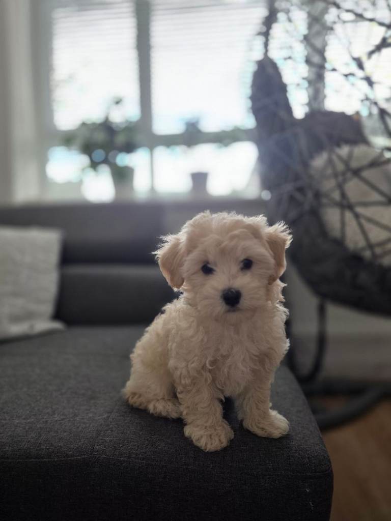 Maltipoo puppy Girl