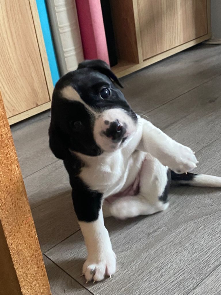 Puppies looking for loving homes