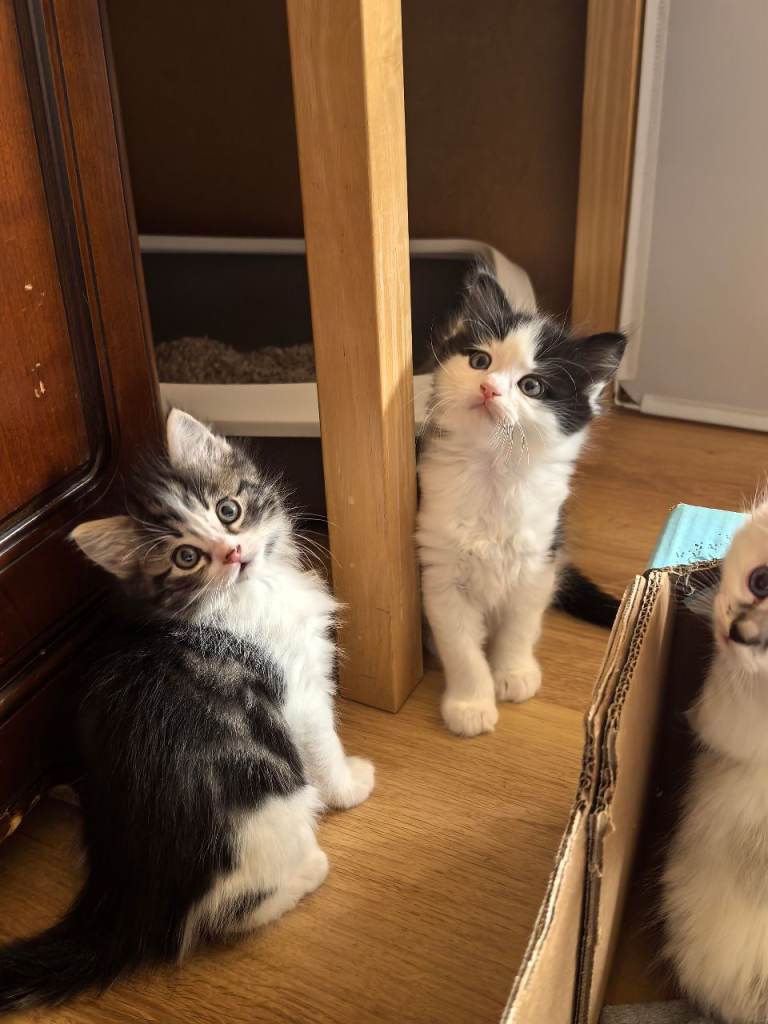 Ragdoll mix kittens