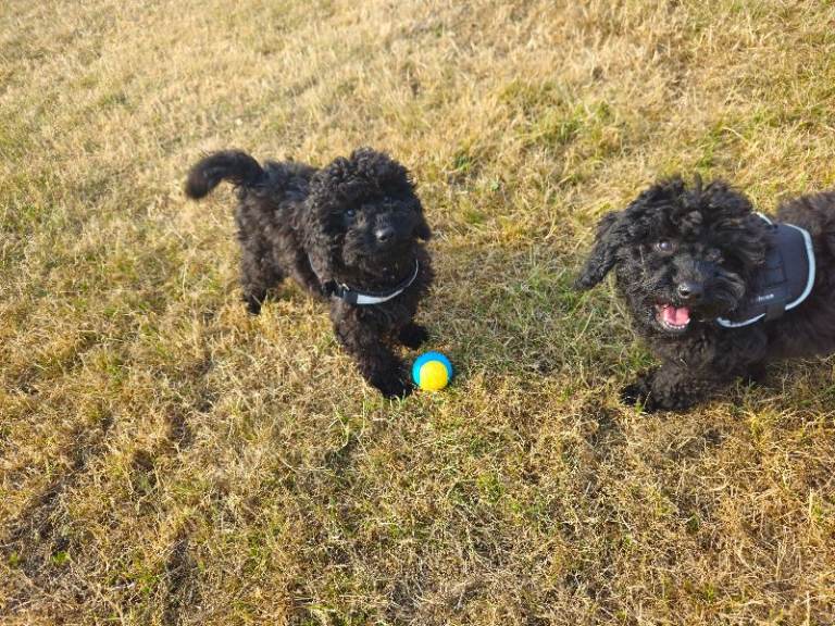 Cockerpoo F2 2x Girls Left