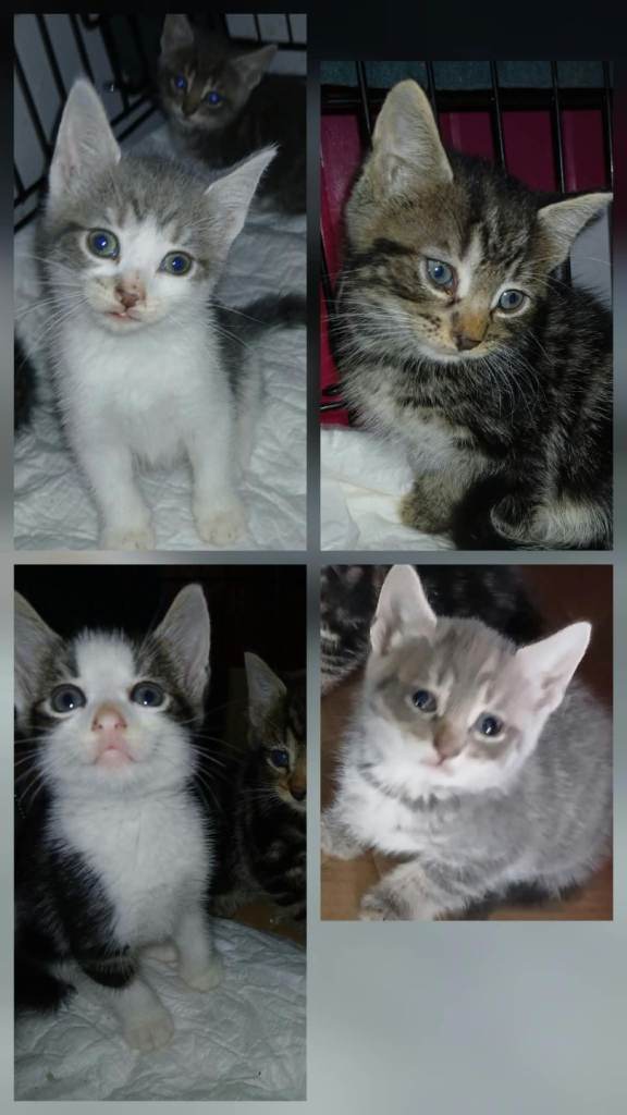 Kittens British Shorthair