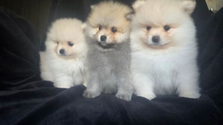 🔥Pomeranian puppies male for sale. KC reg.