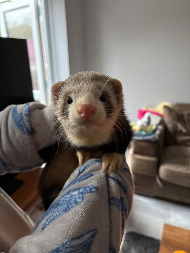 8-Month-Old Ferret for Sale – Friendly & Playful