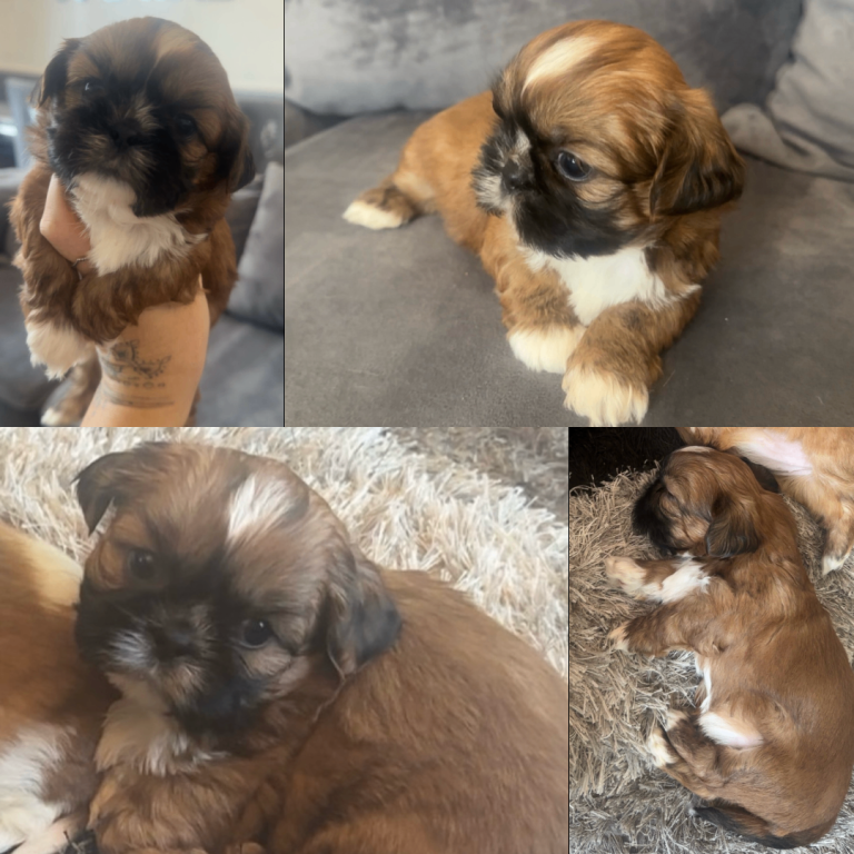 Stunning chocolate imperial Shih Tzu puppies
