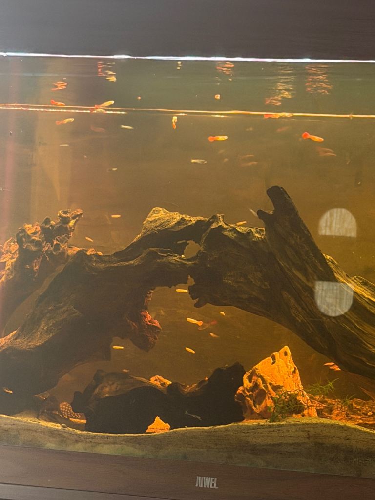 Guppy fish 