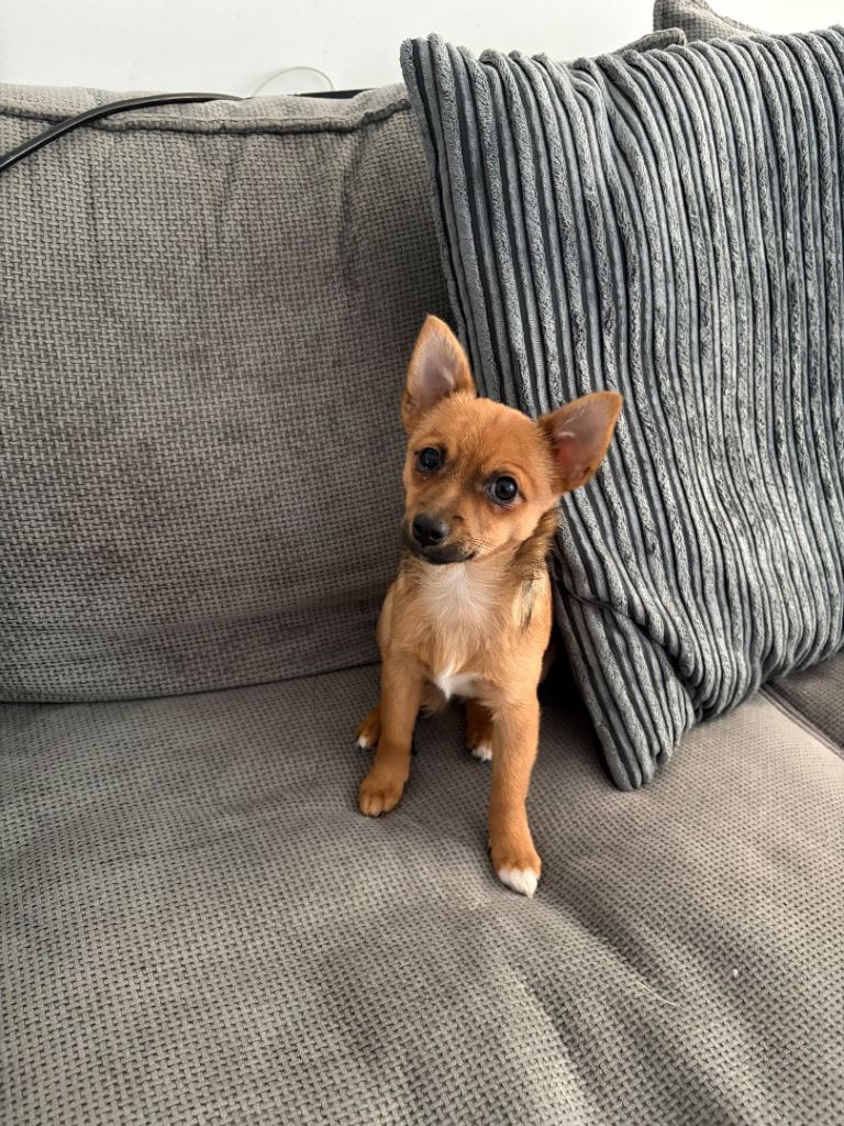 Beautiful puppy for sale