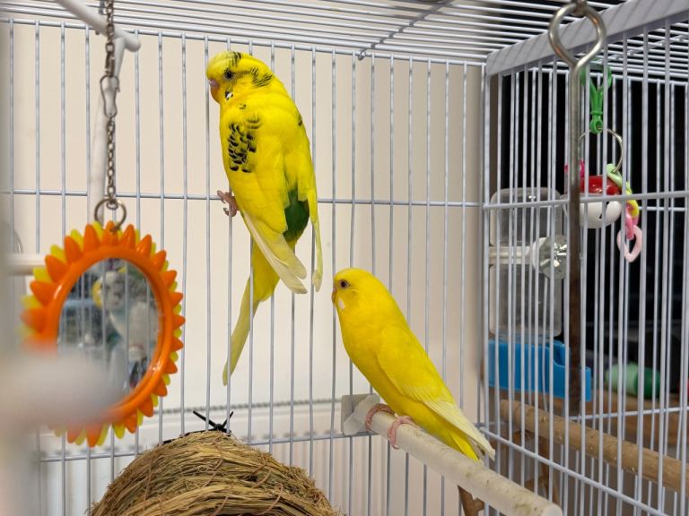 Budgies x 4 and double cage
