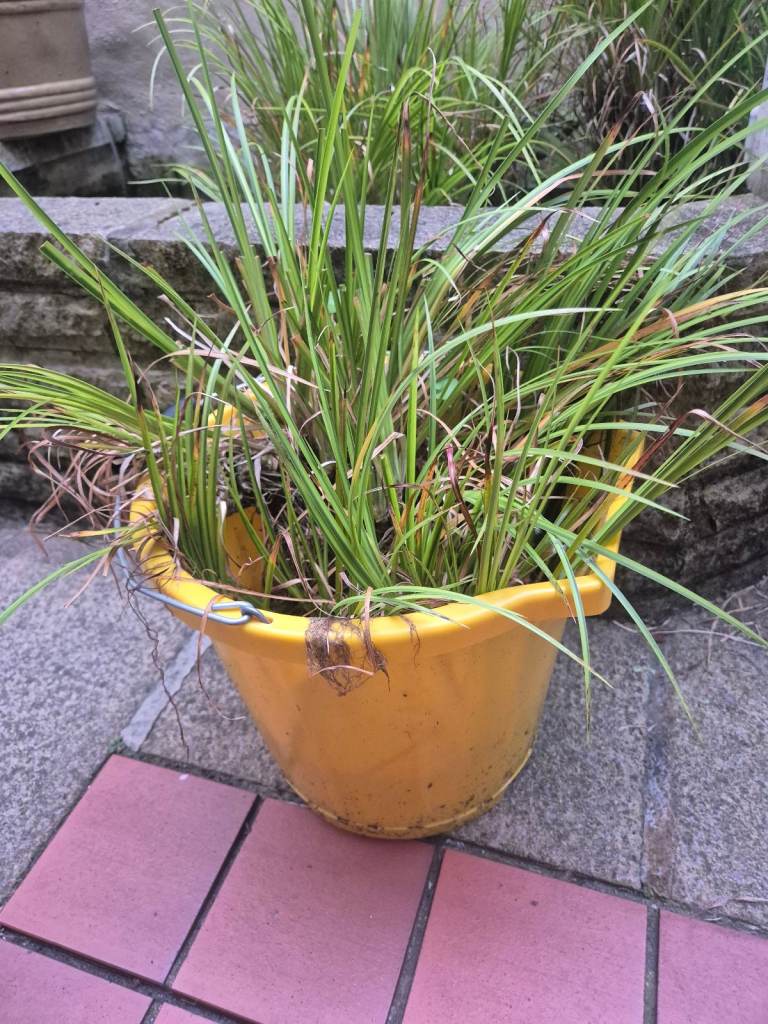 Pond Plants – Sweet Flag (Acorus)