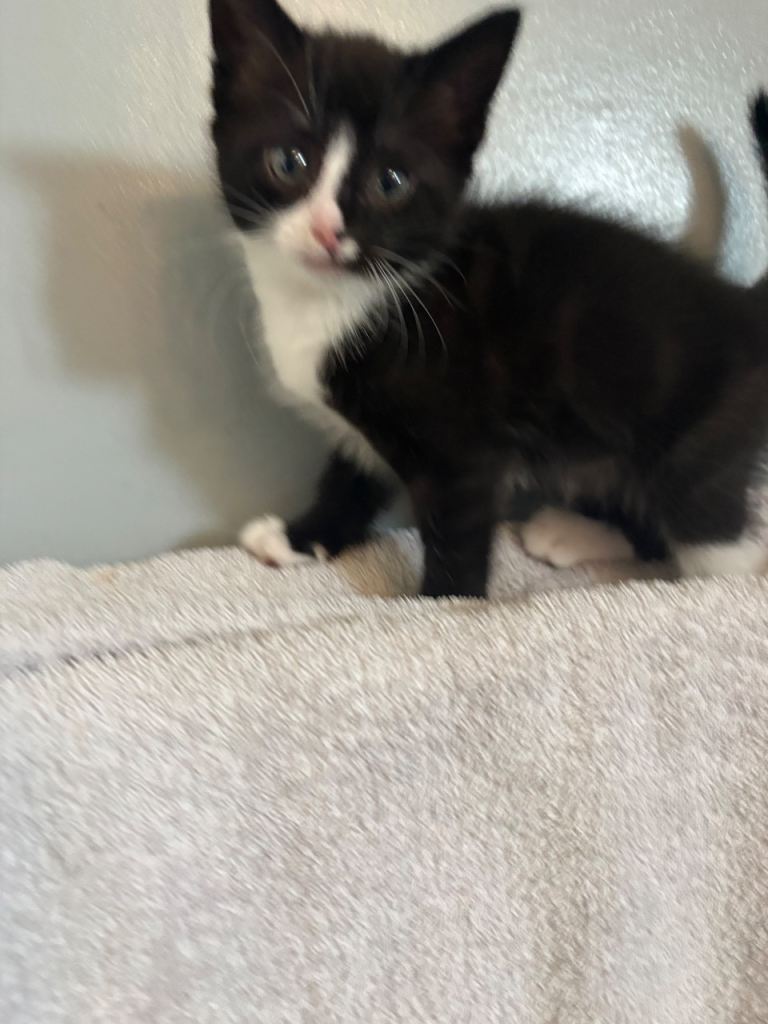 8 week old female kitten 