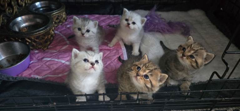 Beautiful British kittens