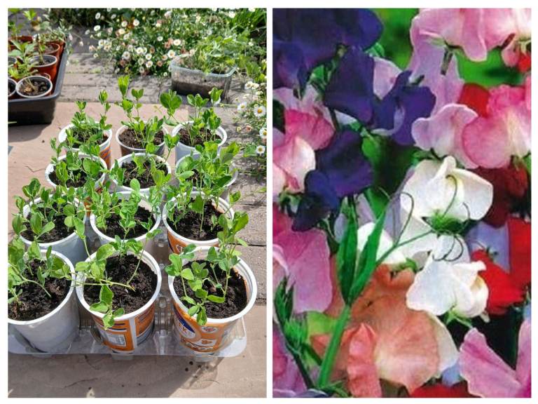 Sweet peas, royal family mix 50p