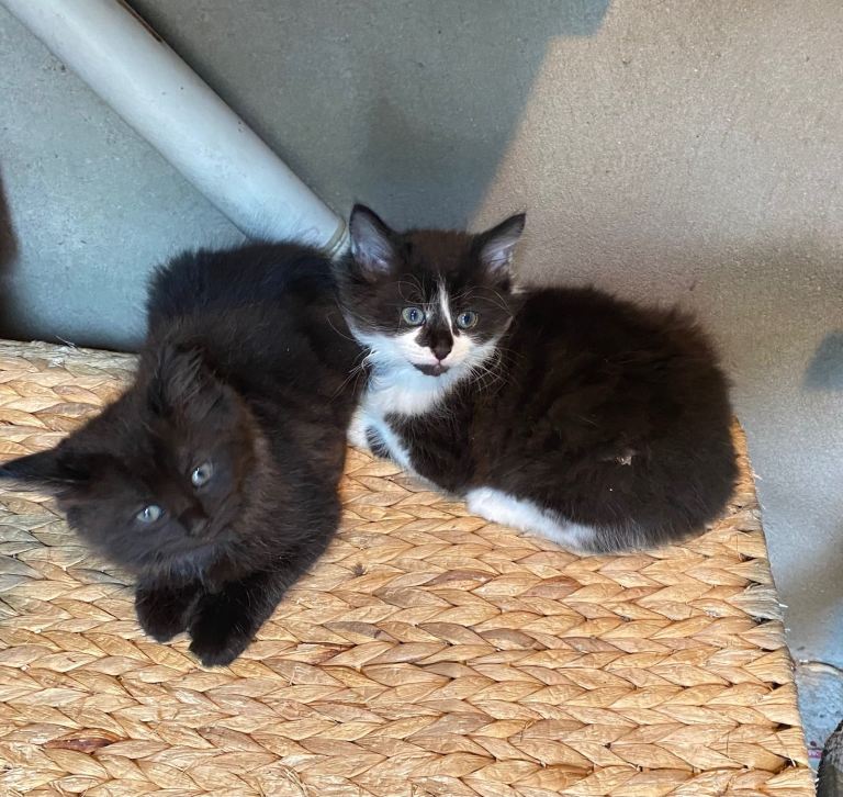 Long-haired Kittens