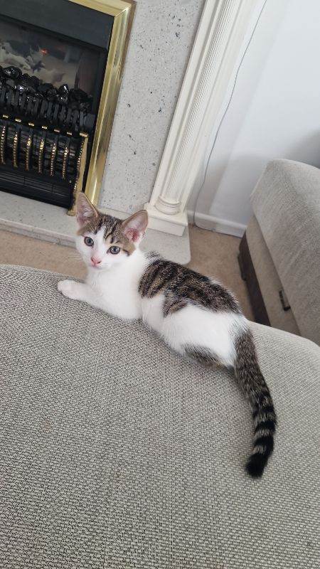 Kittens for sale