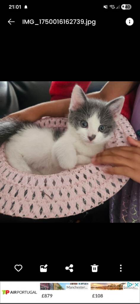 Grey and white beautiful girl