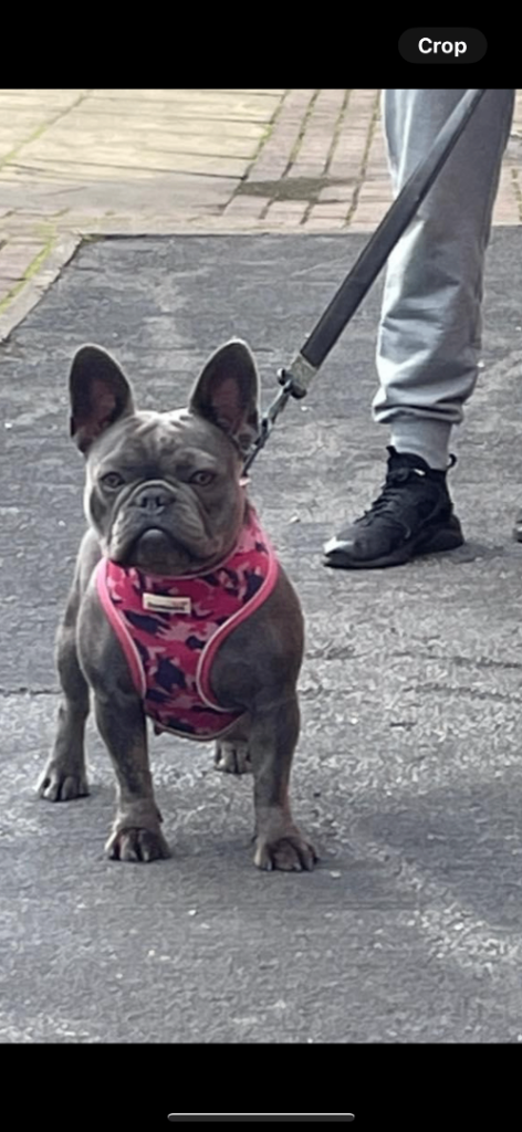 Blue French bull dog rehome