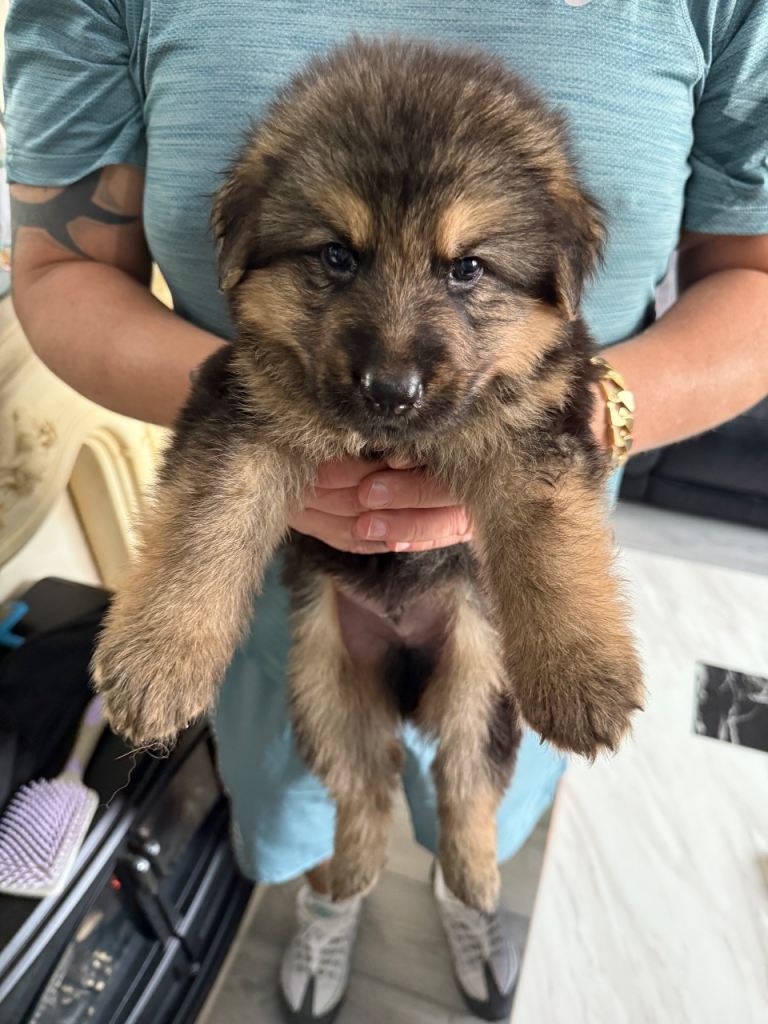 GERMAN SHEPERD PUPPIES 