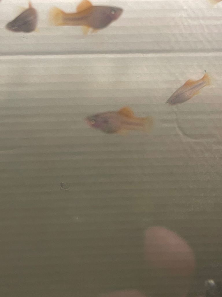 Swordtails