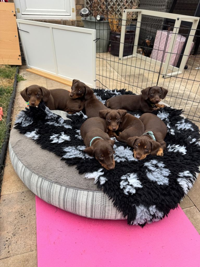 Chocolate and tan miniature dachshund puppies  ready to leave X1 girl remaining 