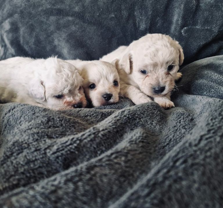 Shipooh puppies