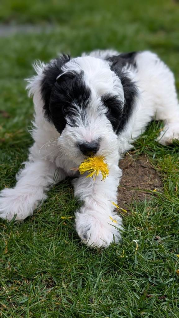 COCKAPOOS ready now!