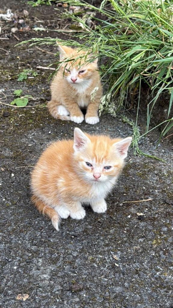 Kittens