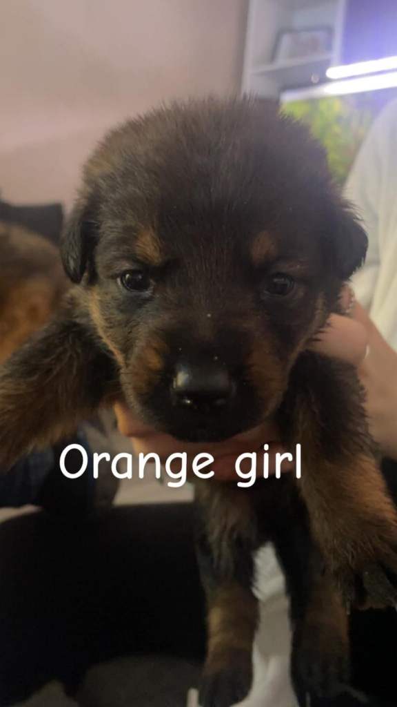 Beautiful litter of caucasian shepherd cross rottweiler 