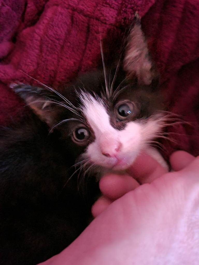 Kitten for sale