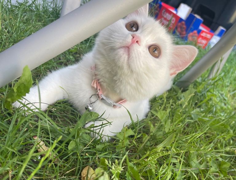 White kitten