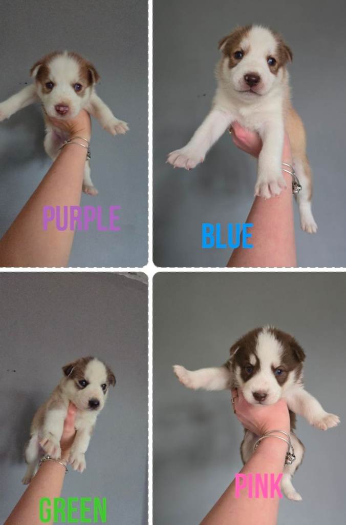 4 husky puppies 