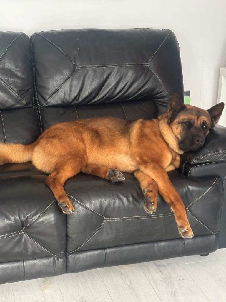 Beautiful 4year old crossbreed 
