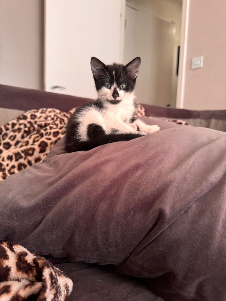 Girl kitten 9weeks light blue eyes