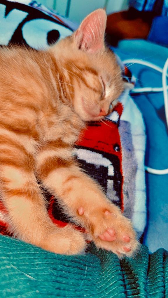 Kitten cat cats 