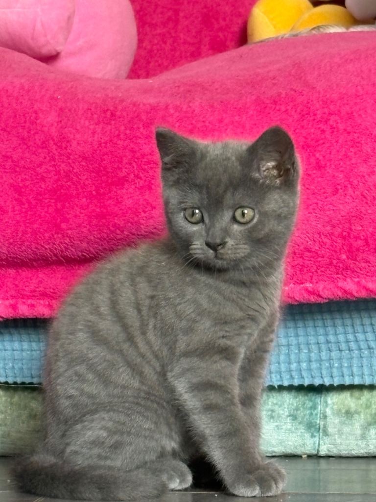 British shorthair kittens 
