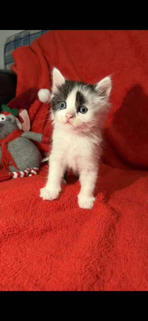Beautiful long hair kittens