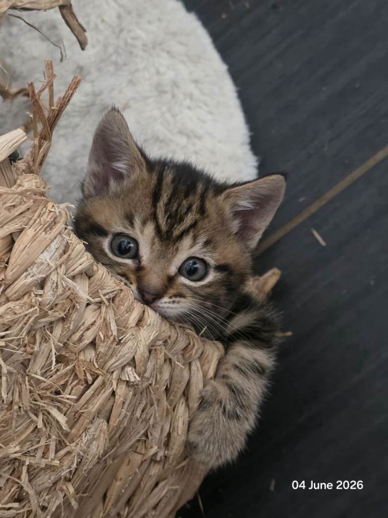 Bengal Cross Kitten