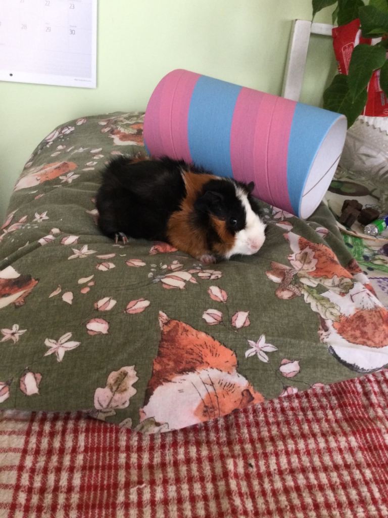 Baby Guinea pigs for sale 