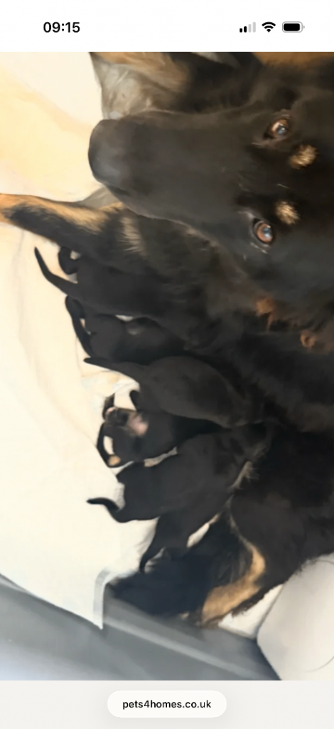 Beautiful healthy German Shepherd