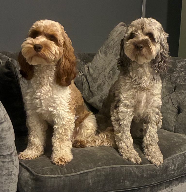 Two Male Cockapoo Brothers for Sale – Ideally Rehomed Together