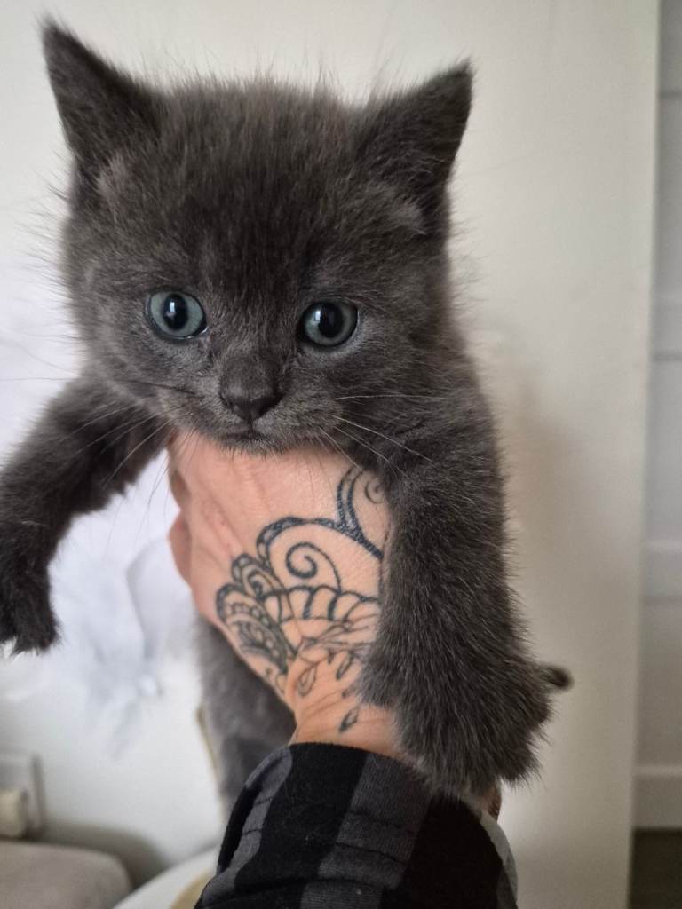 British shorthair x maincoon grey kitten