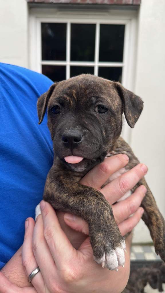 Staffy pups for sales