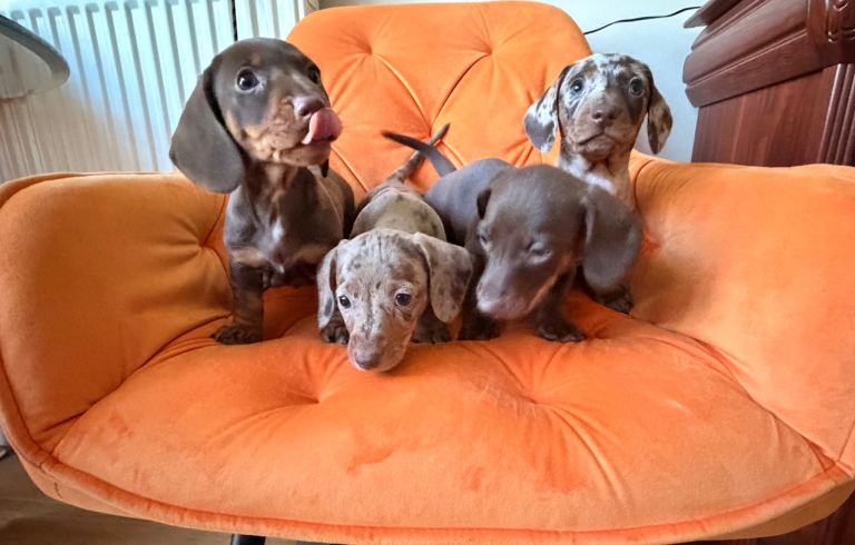 Miniature dachshund puppies