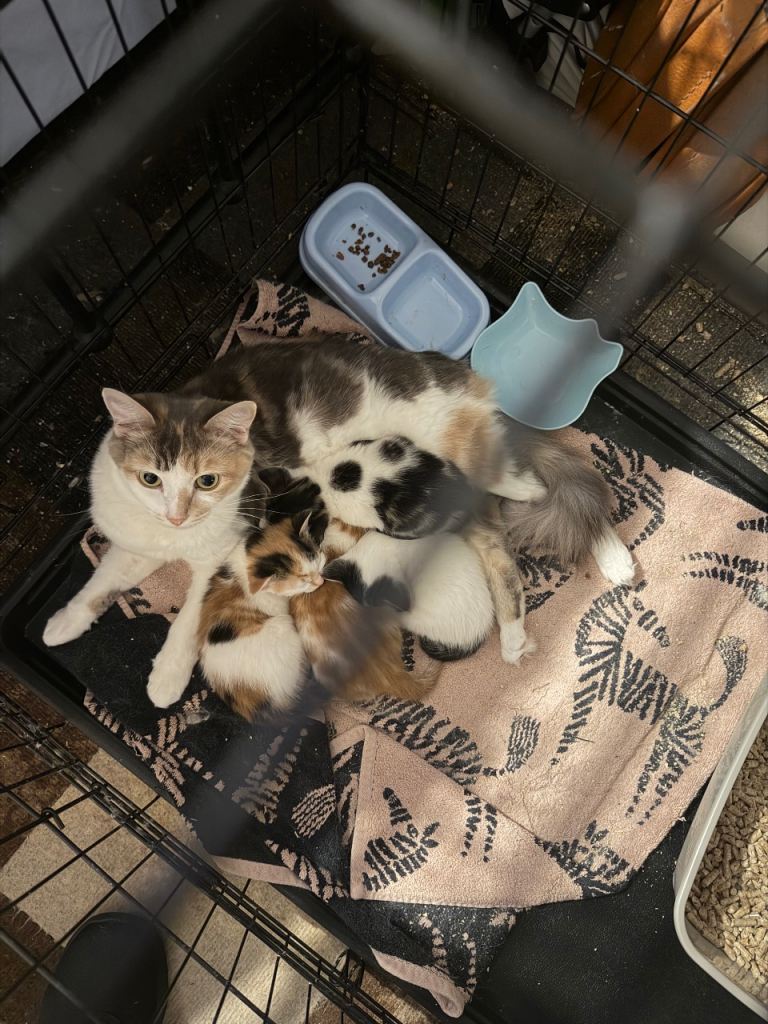 Cats for sale