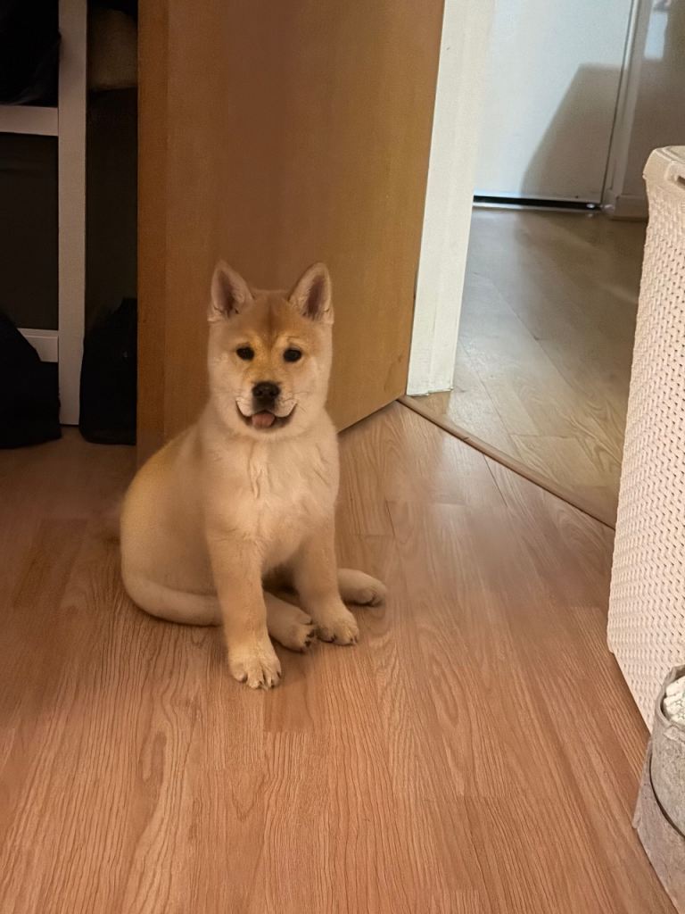 Chusky/Chowsky puppy female - 9 weeks old