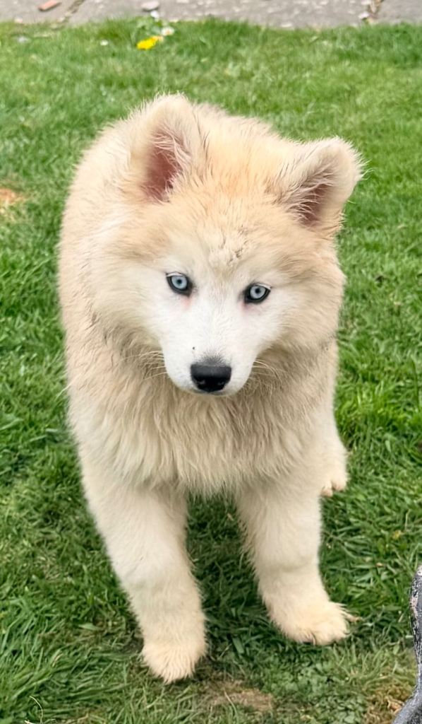 Pomsky puppies ready now 