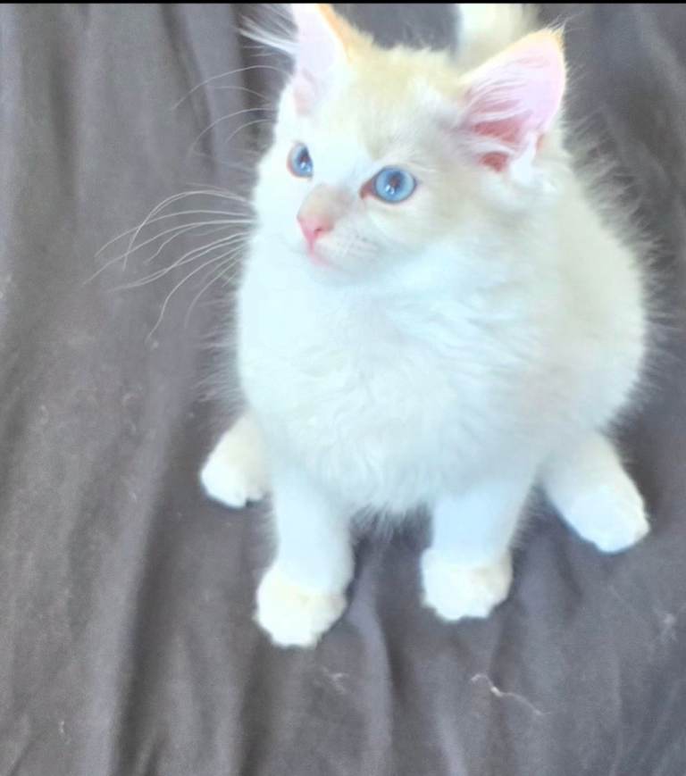 Lovely Ragdoll kitten